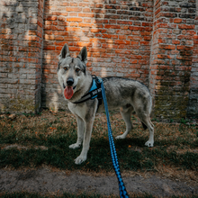 Laden Sie das Bild in den Galerie-Viewer, Personalisierbares Doggykingdom® Anti-Zug-Geschirr - Lebenslange Garantie