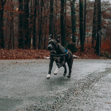 Laden Sie das Bild in den Galerie-Viewer, Personalisierbares Doggykingdom® Anti-Zug-Geschirr - Lebenslange Garantie
