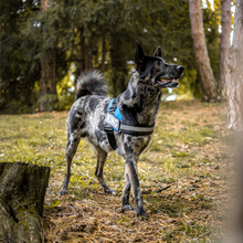 Laden Sie das Bild in den Galerie-Viewer, Personalisierbares Doggykingdom® Anti-Zug-Geschirr - Lebenslange Garantie